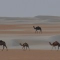 Rub al Chali Desert and camels