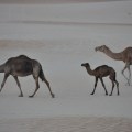 Rub al Khali Desert and camels