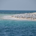 Tauchen bei Sir Bani Yas Island