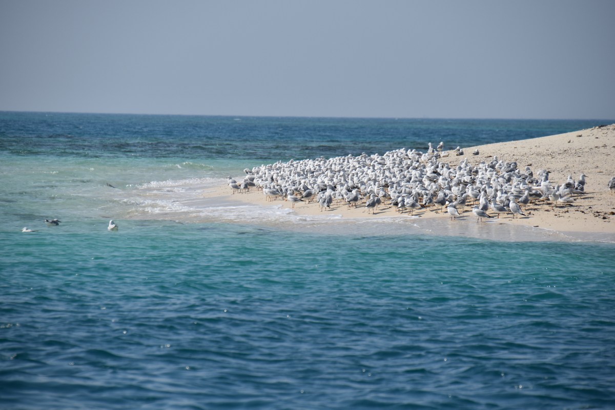 Tauchen bei Sir Bani Yas Island