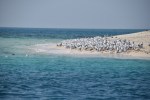 Tauchen bei Sir Bani Yas Island