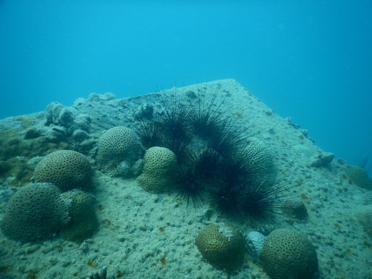 Schiffswrack vor Sir Bani Yas Island