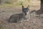 Wolf Al Ain Zoo
