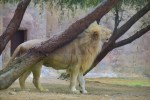 Löwe Al Ain Zoo