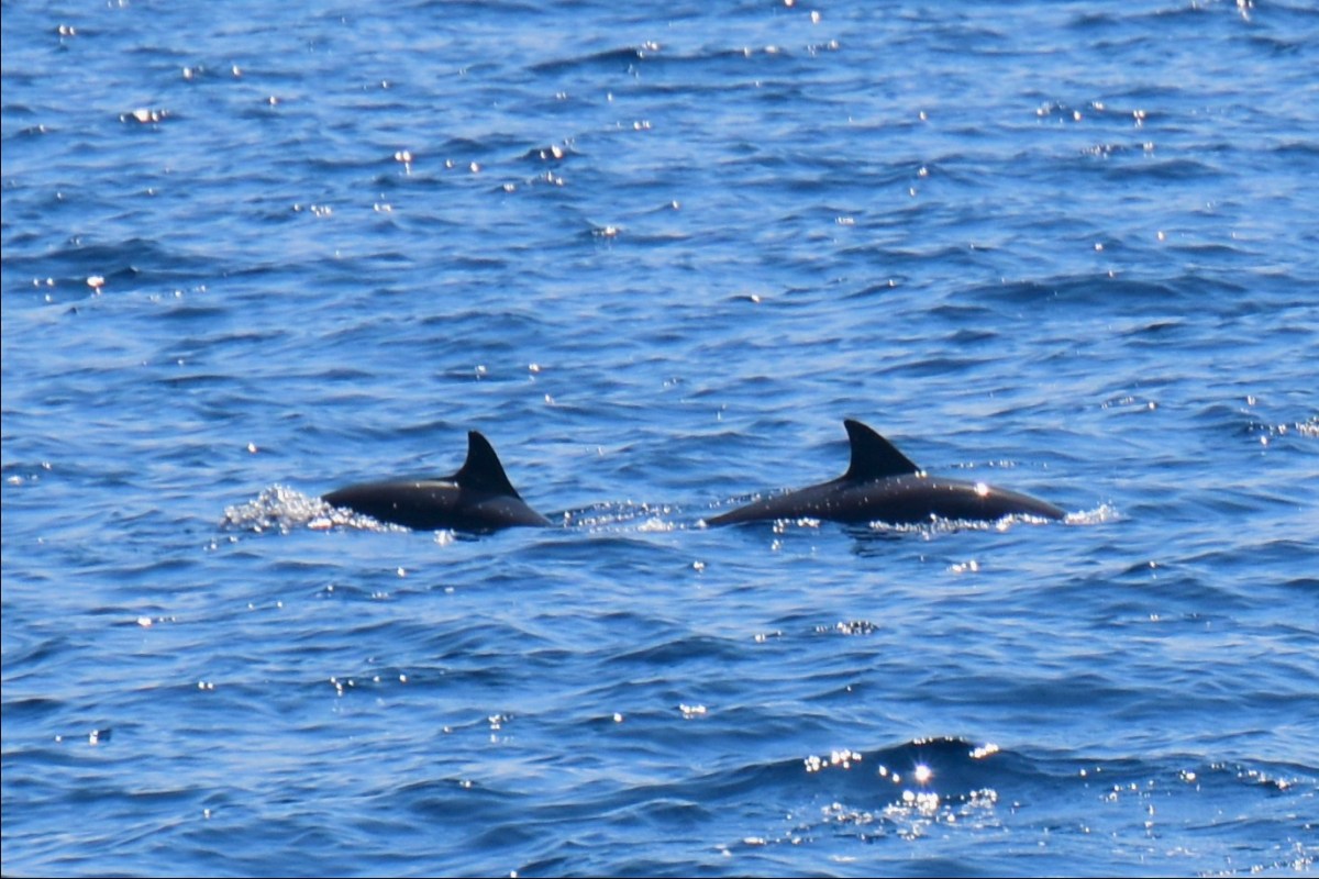 Delphine auf den Philippinen