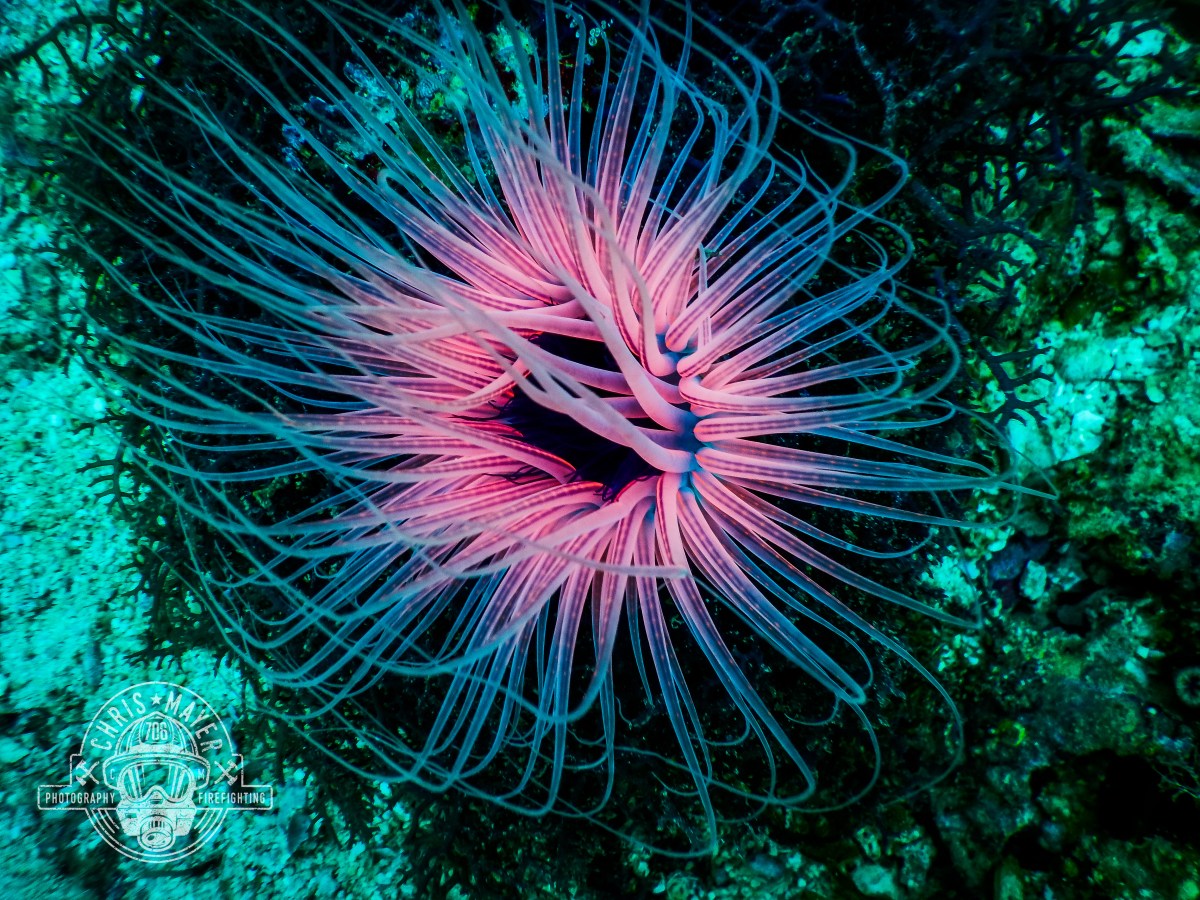 Unterwasserlebewesen