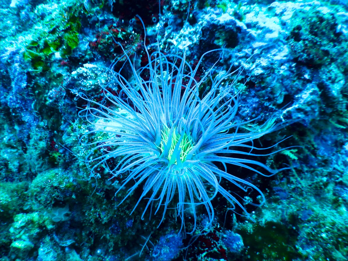 Unterwasserlebewesen