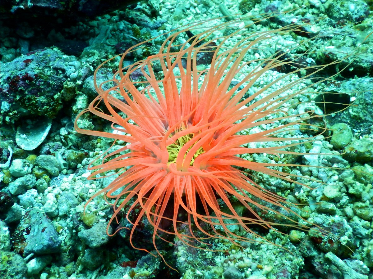 Unterwasserlebewesen