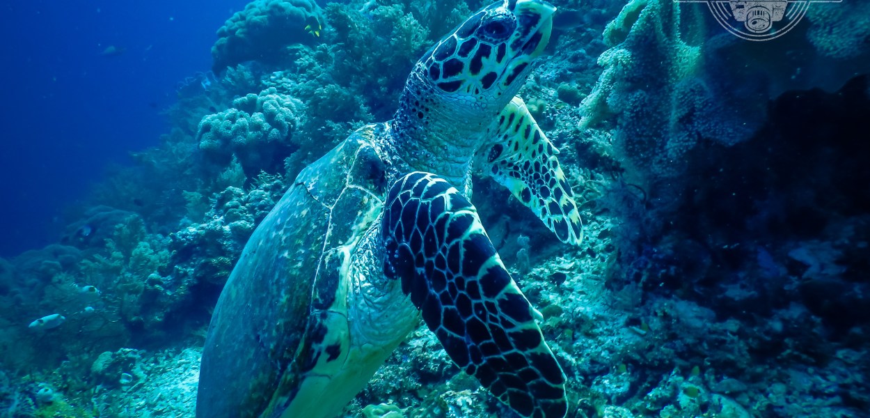 Schildkröte Unterwasser