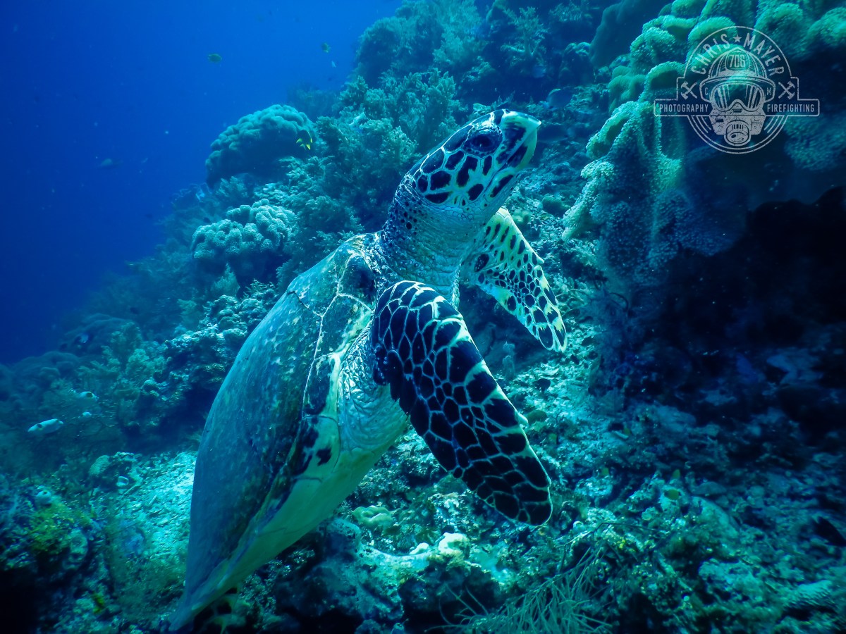 Schildkröte Unterwasser