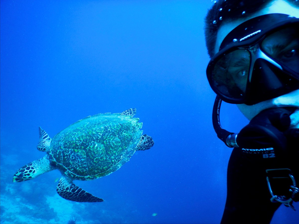 Schildkröte mit Taucher