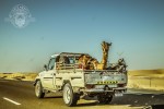 Kameltransport in Abu Dhabi