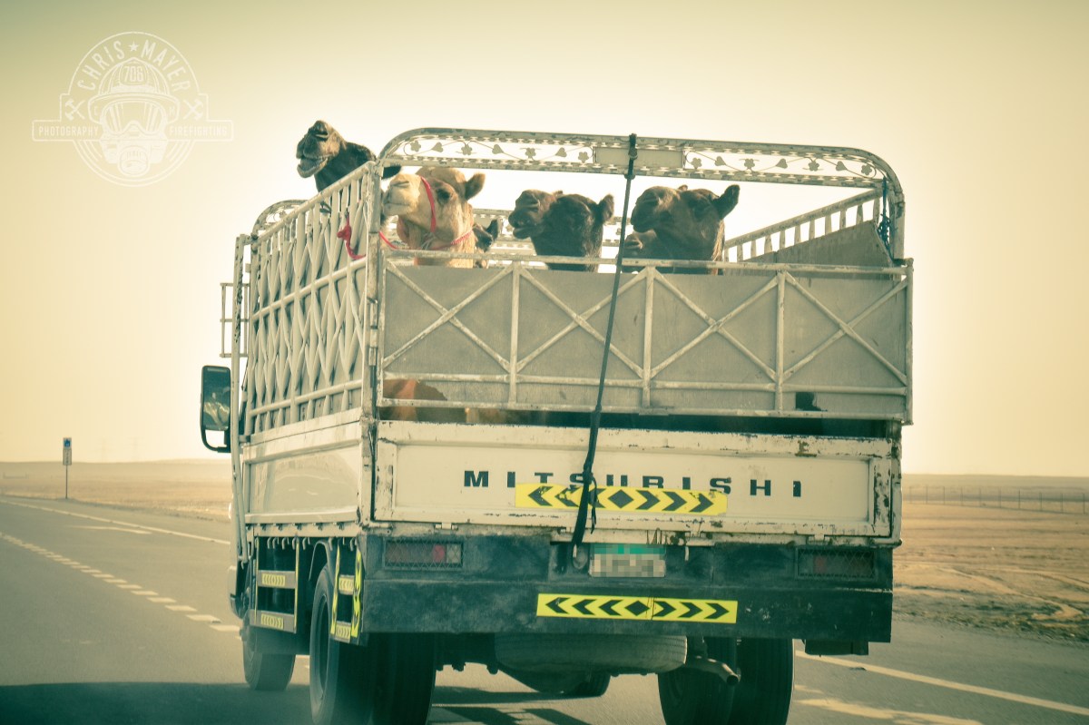 Kameltransport in Abu Dhabi